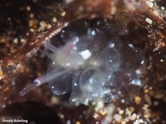 Mourgona borgninii
