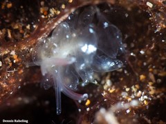 Mourgona borgninii