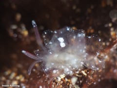 Mourgona borgninii