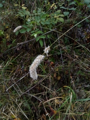 Melica transsilvanica