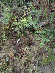 Melica transsilvanica