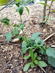 Solanum nigrum nigrum