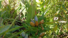 Gentiana × pallidocyanea