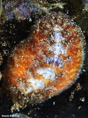 Acanthochitona fascicularis