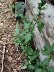 Solanum nigrum nigrum
