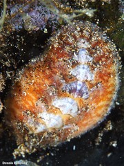 Acanthochitona fascicularis