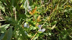 Gentiana × pallidocyanea