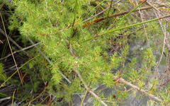 Cliffortia paucistaminea australis