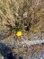 Taraxacum ceratophorum