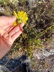Taraxacum ceratophorum