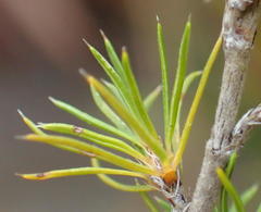 Cliffortia paucistaminea australis