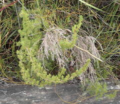 Cliffortia paucistaminea australis