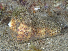 Conus canariensis