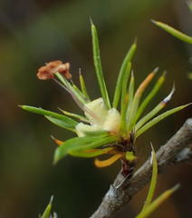 Cliffortia paucistaminea australis
