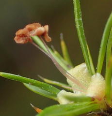 Cliffortia paucistaminea australis