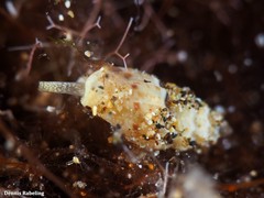 Pseudomangelia vauquelini