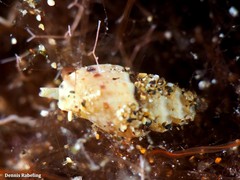 Pseudomangelia vauquelini