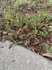 Hypericum hypericoides