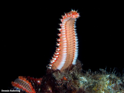 Bearded Fireworm, photo 3 of 10