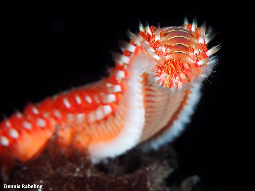 Bearded Fireworm from Las Palmas, ES-CN, ES on September 27, 2021 at 08 ...