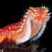 Bearded Fireworm - Photo (c) Dennis Rabeling, some rights reserved (CC BY-NC-ND), uploaded by Dennis Rabeling