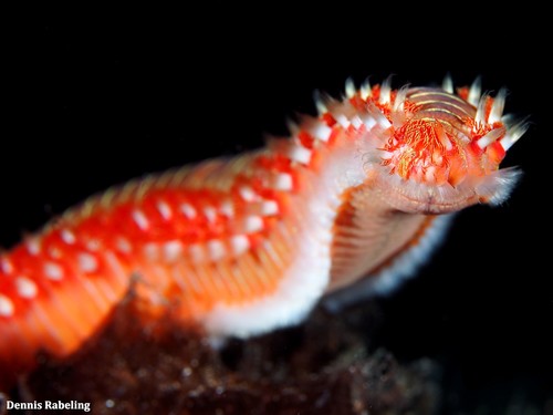 Bearded Fireworm, photo 4 of 10