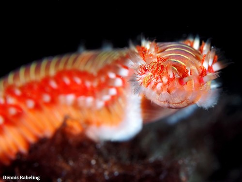 Bearded Fireworm, photo 6 of 10