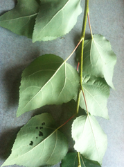 Populus balsamifera balsamifera