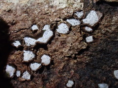 Propolis farinosa