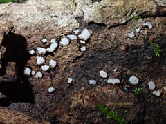 Propolis farinosa