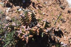 Crassula grisea