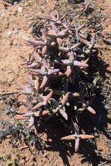 Crassula grisea
