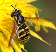 Chrysotoxum pubescens