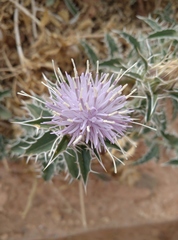Carthamus duvauxii