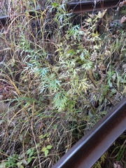 Artemisia leucophylla