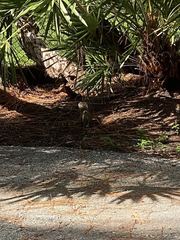 Sciurus carolinensis