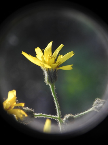 Image of Hieracium prenanthoides by (c) Yves Bas, some rights reserved (CC BY)