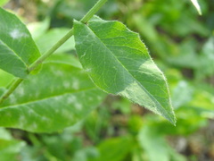 Hieracium prenanthoides