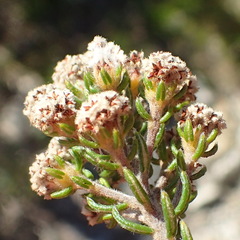 Phylica nigrita
