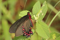 Parides bunichus
