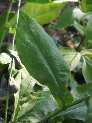 Hieracium prenanthoides
