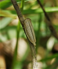 Athysanus argentarius
