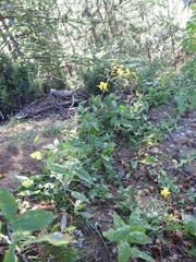 Hieracium prenanthoides