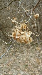 Ptelea trifoliata mollis
