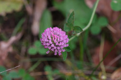 Trifolium pratense