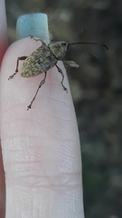 Curculio