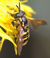Chrysotoxum pubescens