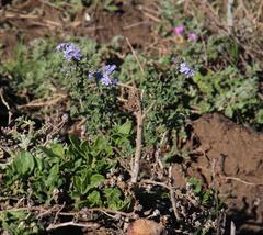 Phyllopodium cuneifolium