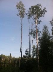 Populus balsamifera balsamifera