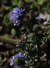 Phyllopodium cuneifolium